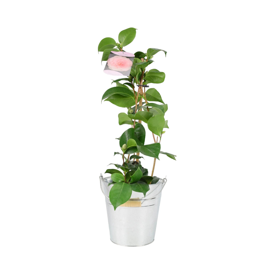 Camellia Japonica Pink 12cm