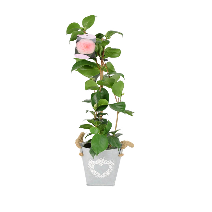 Camellia Japonica Pink 12cm