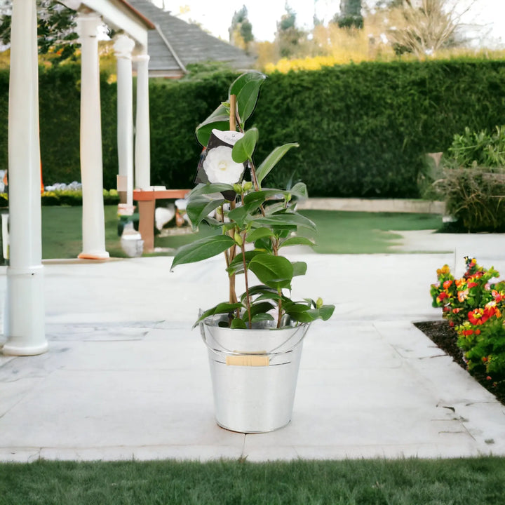 Camellia Japonica White 12cm