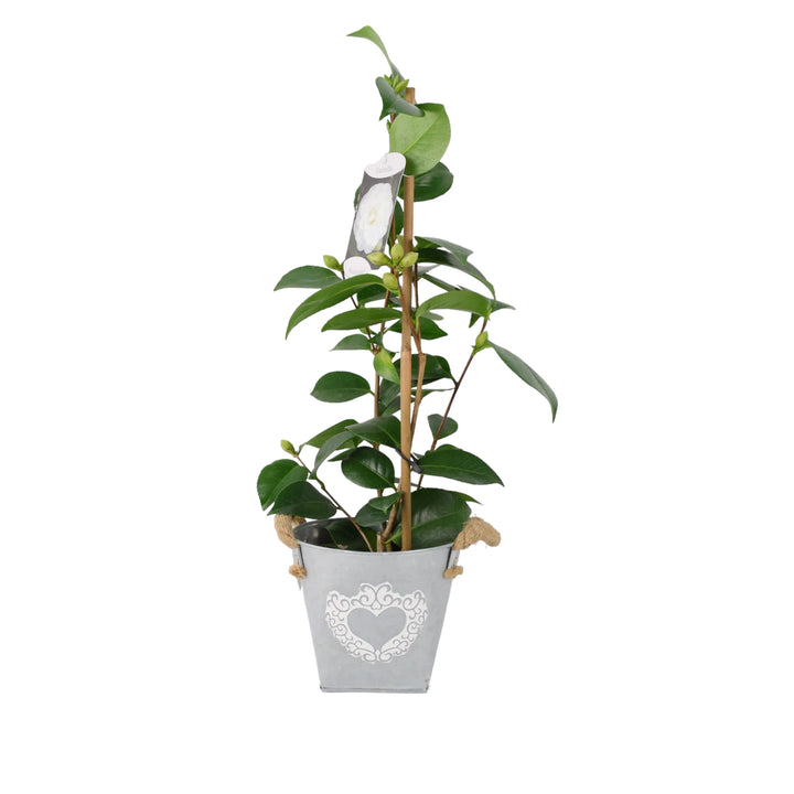 Camellia Japonica White 12cm