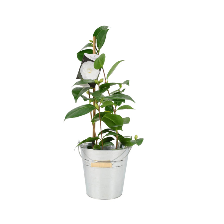 Camellia Japonica White 12cm