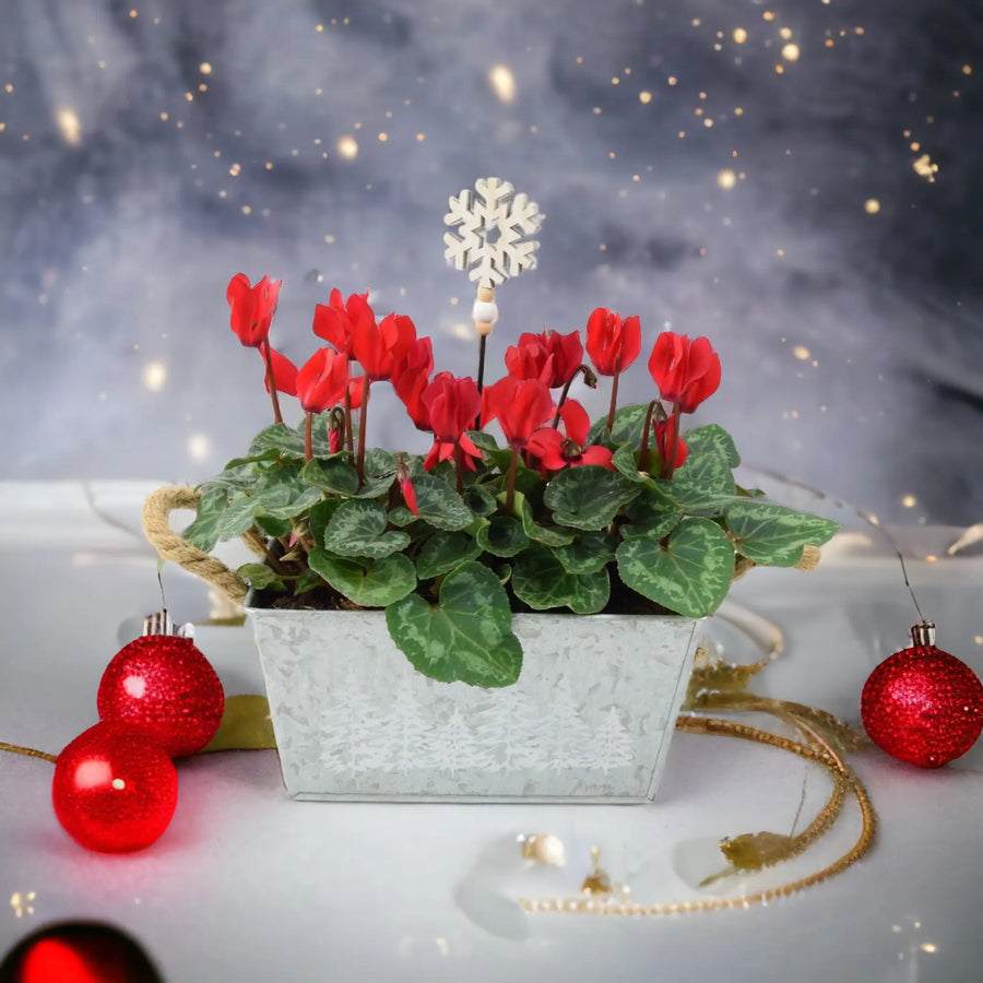 Cyclamen Red in Christmas Trough