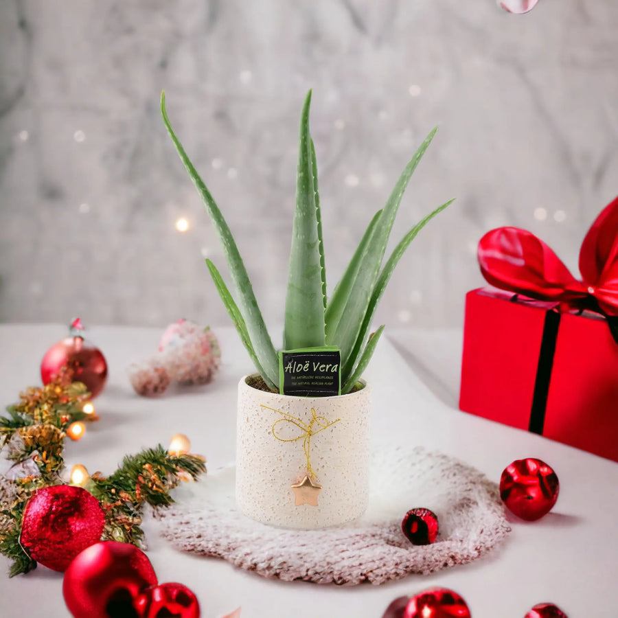 Aloe Vera Plant in 12cm Festive Mottled Ceramic Pot