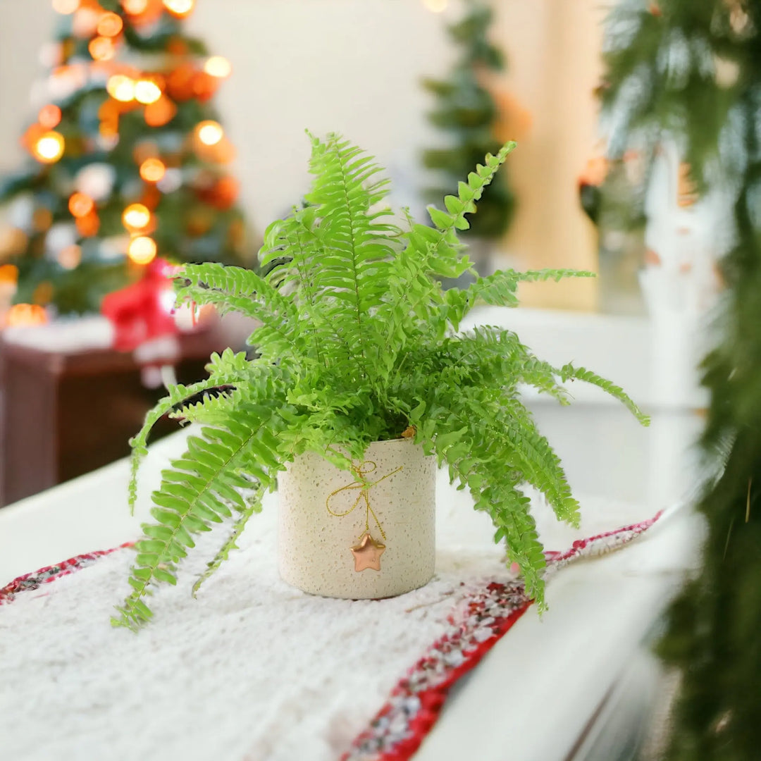 Boston Fern in 12cm Mottled Festive Pot Gift