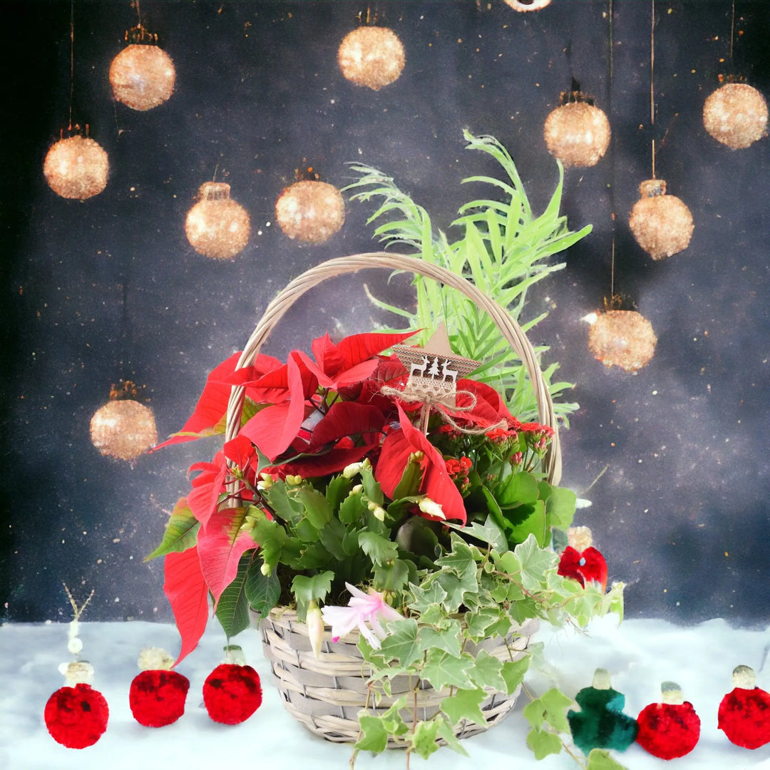 Christmas Indoor Large Planted Basket with Christmas Pick