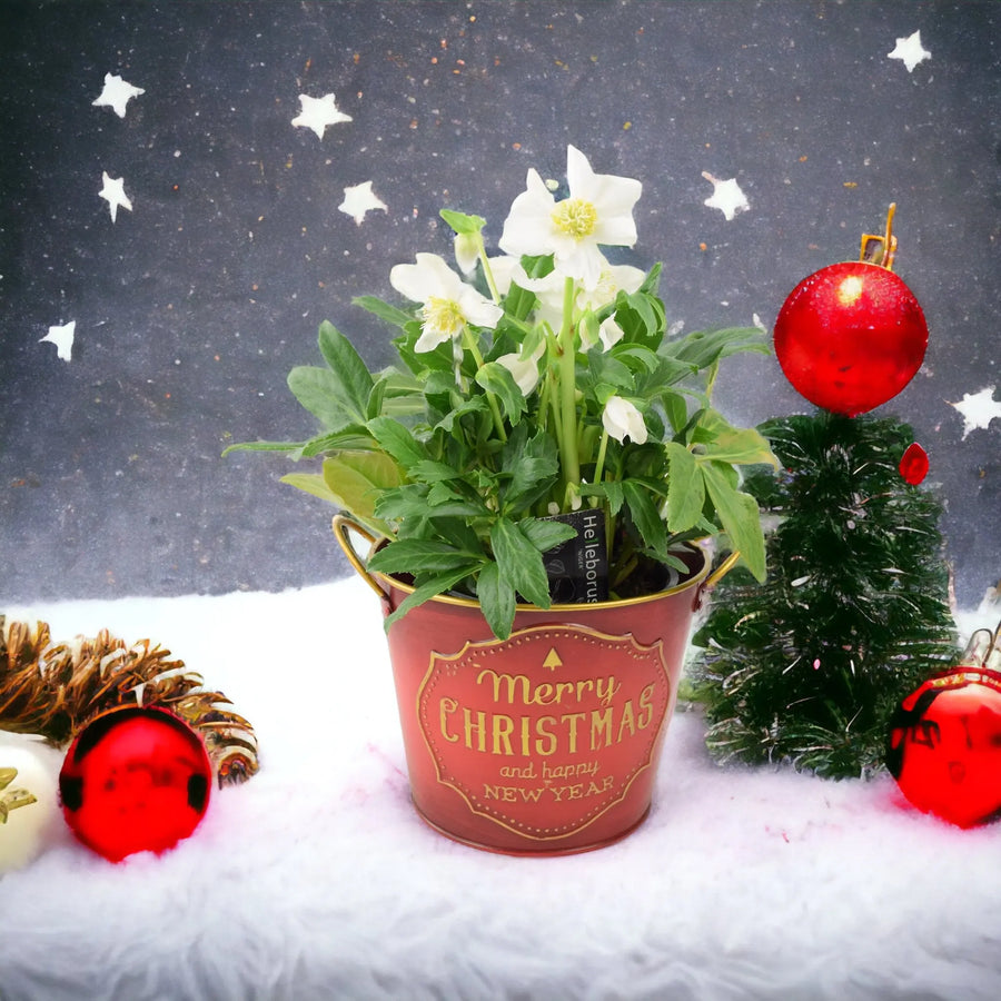 Hellebore Christmas Carol in 15cm Merry Christmas Pot Gift