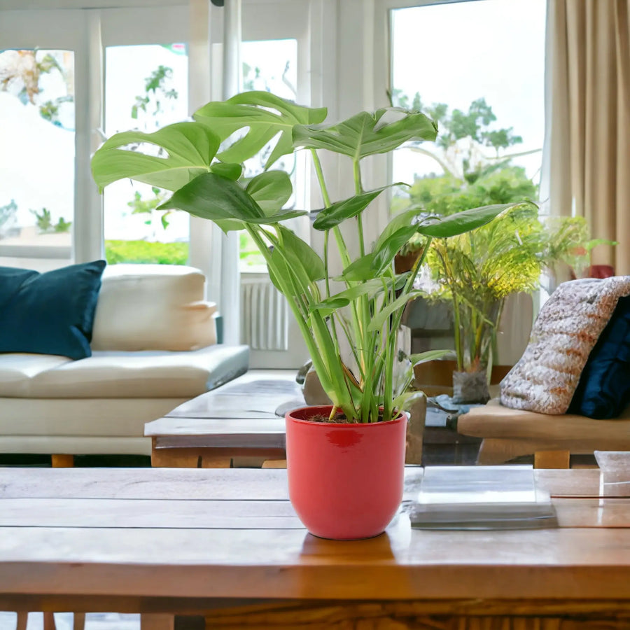 Monstera Cheese Plant in 12cm Red Pot Gift