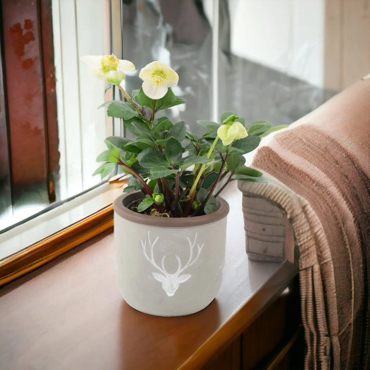 Hellebore in 12cm Concrete Stag Pot