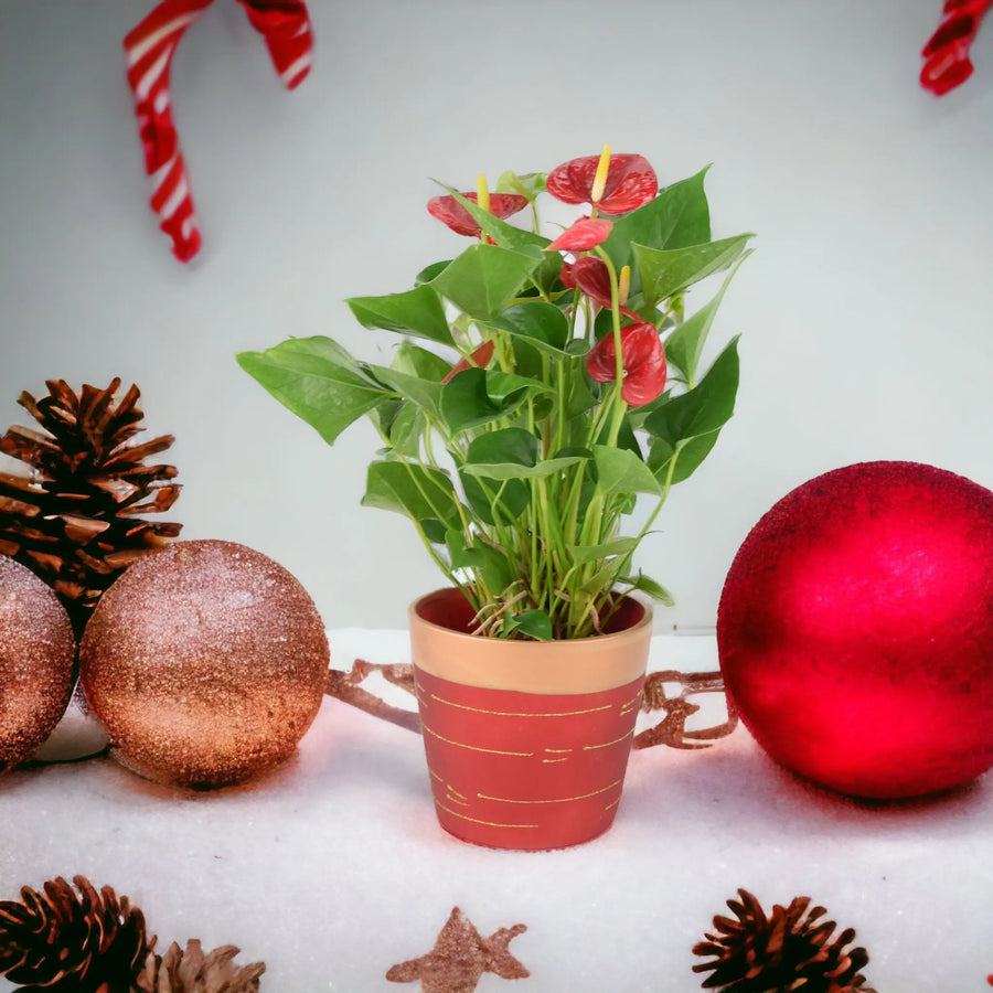 Anthurium Red Flamingo Flower 12cm Red & Gold Pot Gift