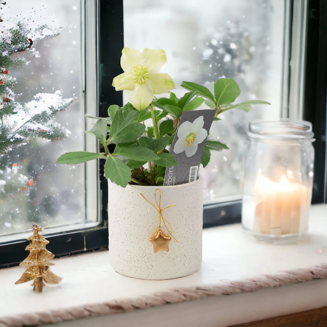 Helleborus Niger Christmas Carol In Mottled Ceramic Festive Pot