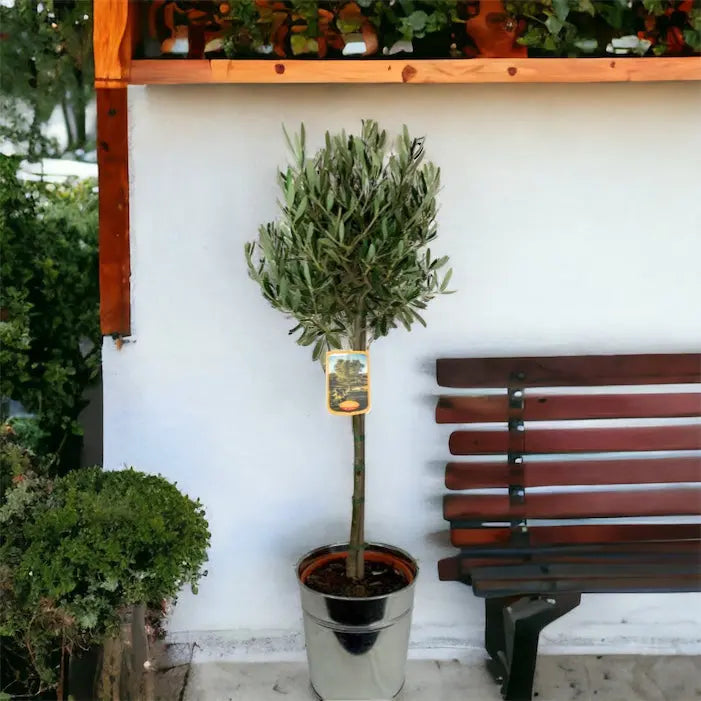 Olive Tree Large In Metal Bucket