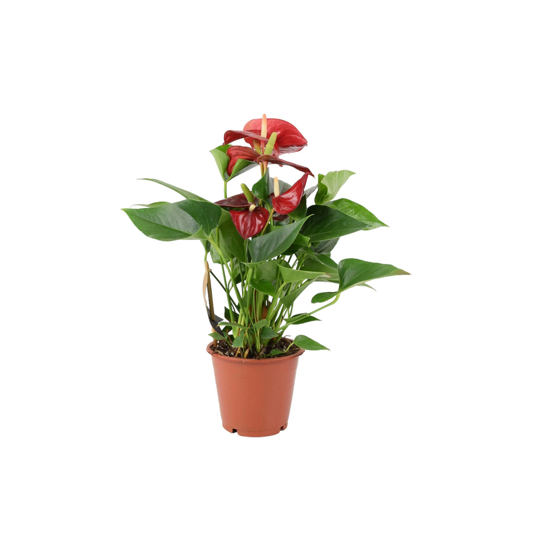 Anthurium Red Flamingo Flower 12cm Plants By Post