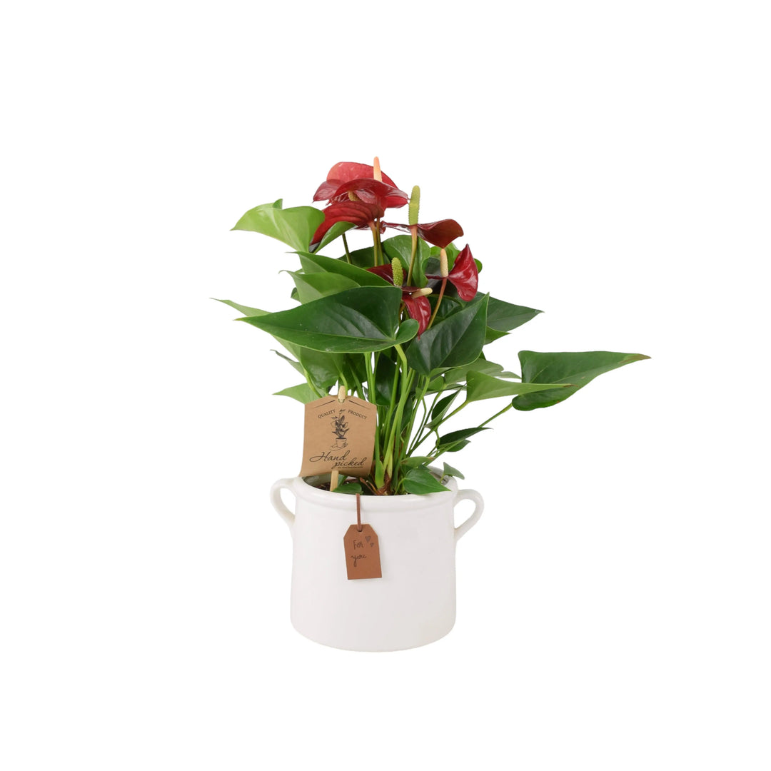 Anthurium Red Flamingo Flower 12cm Plants By Post