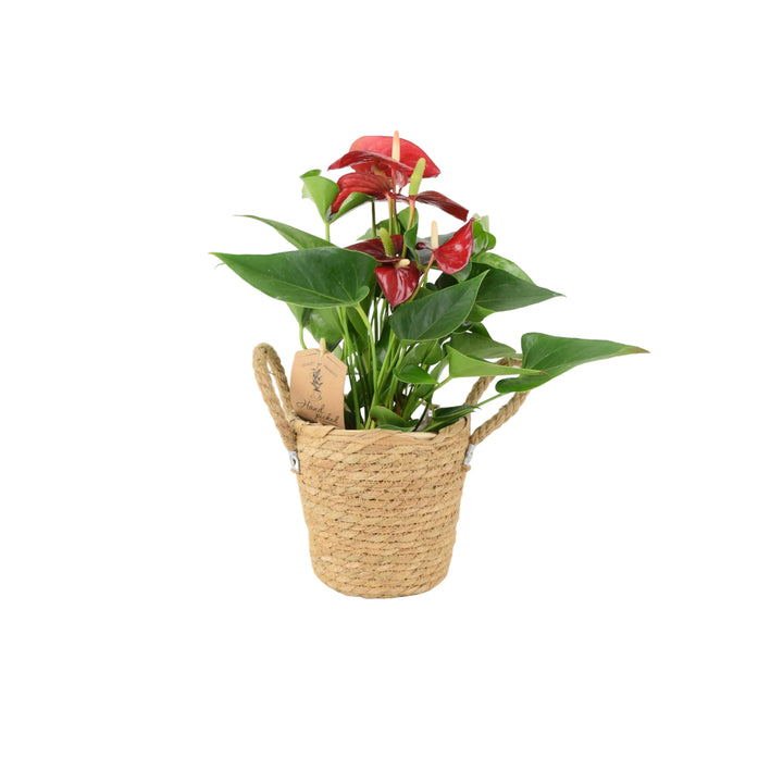 Anthurium Red Flamingo Flower 12cm Plants By Post