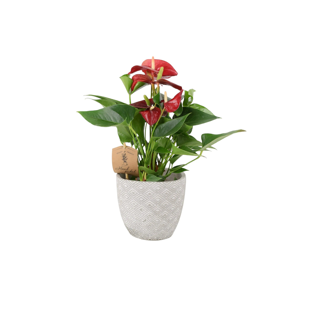 Anthurium Red Flamingo Flower 12cm Plants By Post