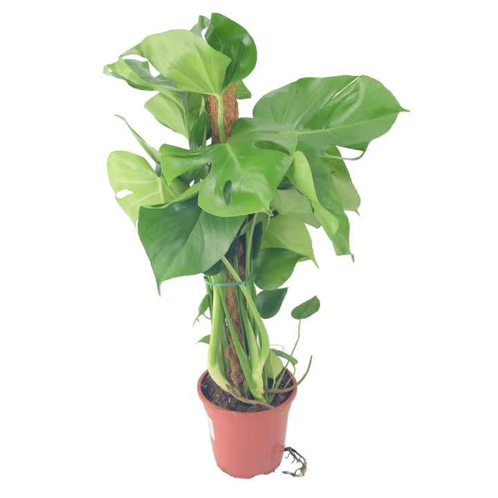 Monstera Deliciosa Plant on 19cm Mosspole Plants By Post UK