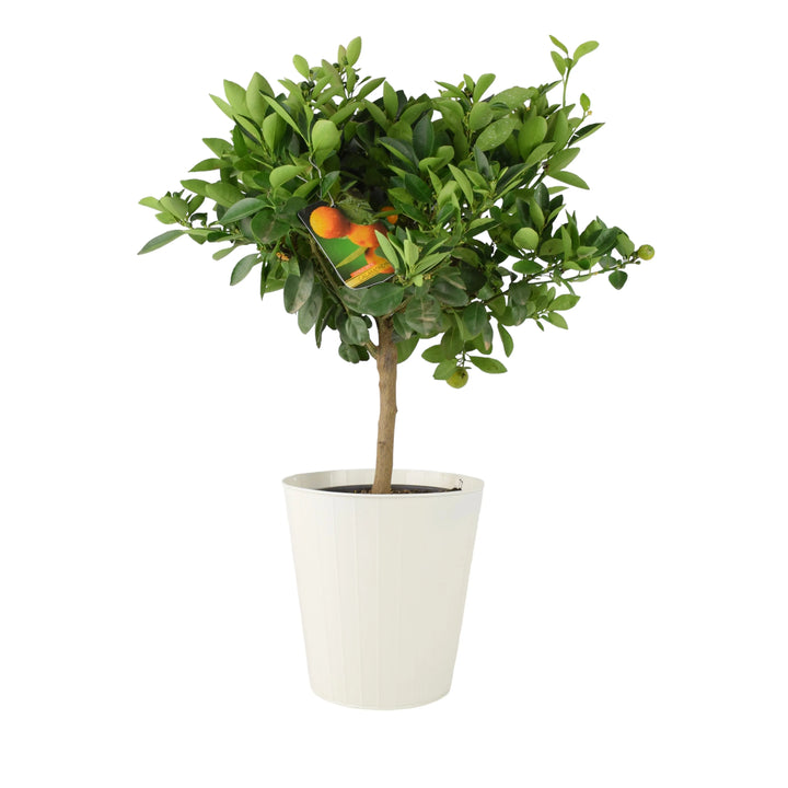 Citrus Calamondin Orange Tree plants by post