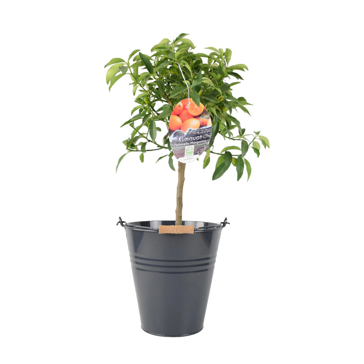 Citrus Kumquat Tree