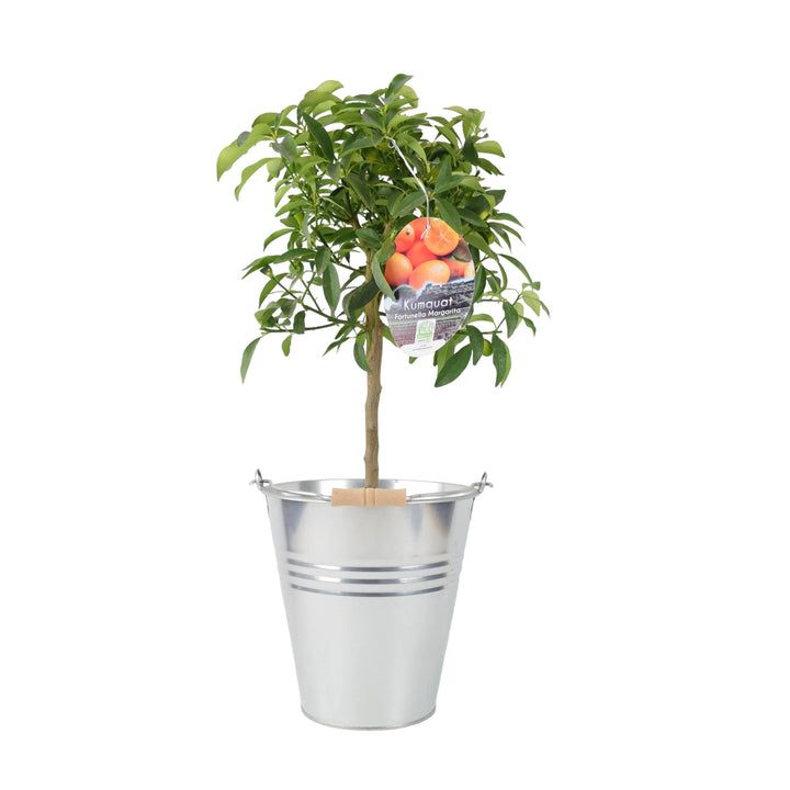 Citrus Kumquat Tree