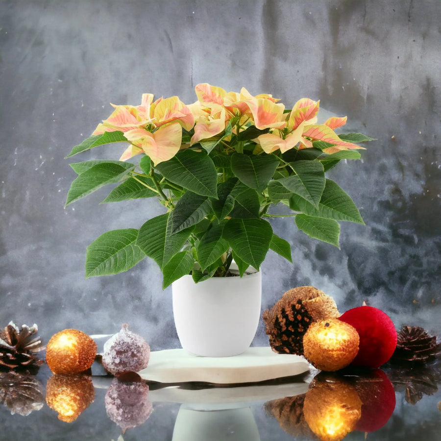 Poinsettia Marble in 13cm White Ceramic Pot Gift Plants By Post