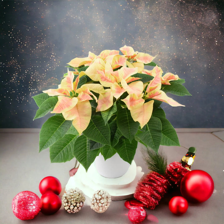 Poinsettia Marble in 13cm White Ceramic Pot Gift Plants By Post