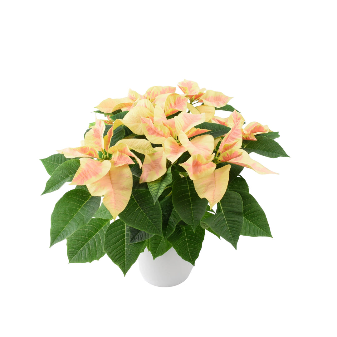 Poinsettia Marble in 13cm White Ceramic Pot Gift Plants By Post