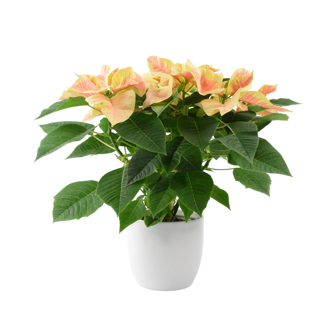 Poinsettia Marble in 13cm White Ceramic Pot Gift Plants By Post