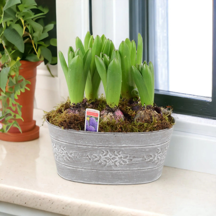 Hyacinth Leafy Vine Planted Trough x 5