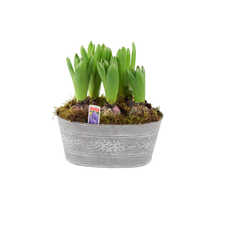 Hyacinth Leafy Vine Planted Trough x 5