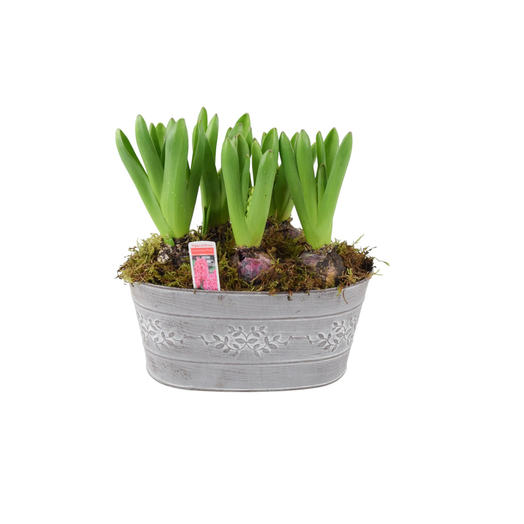 Hyacinth Leafy Vine Planted Trough x 5