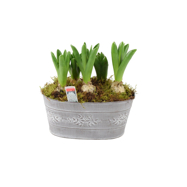 Hyacinth Leafy Vine Planted Trough x 5