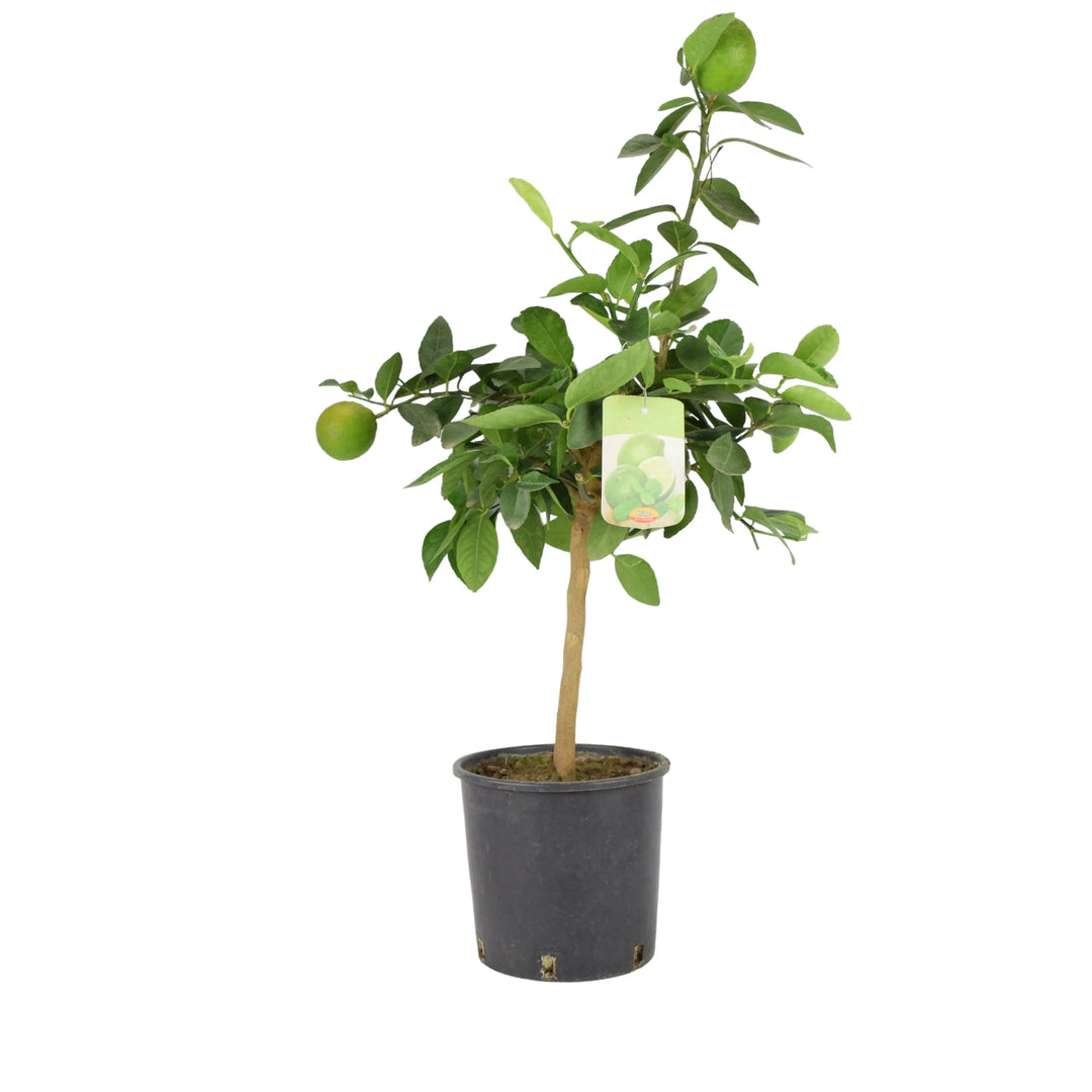 Citrus Lime Tree