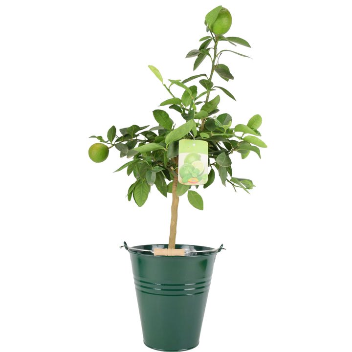 Citrus Lime Tree