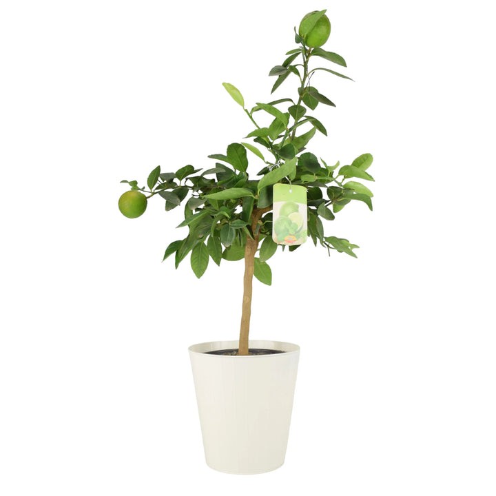 Citrus Lime Tree