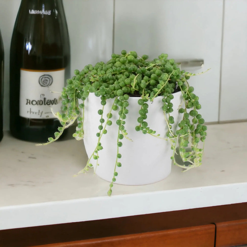 String Of Pearls (Senecio rowleyanus) 12cm