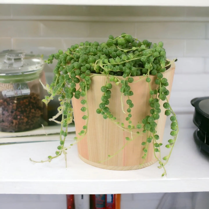 String Of Pearls (Senecio rowleyanus) 12cm