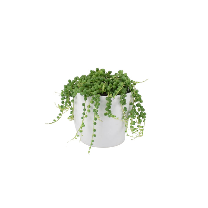 String Of Pearls (Senecio rowleyanus) 12cm