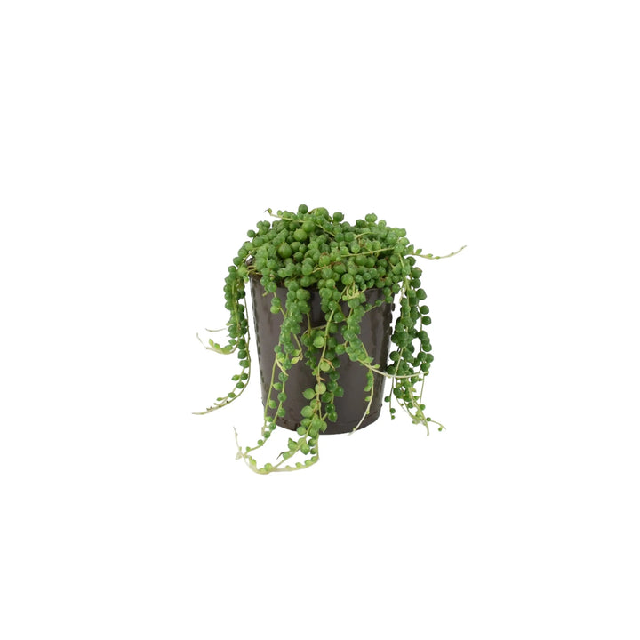 String Of Pearls (Senecio rowleyanus) 12cm