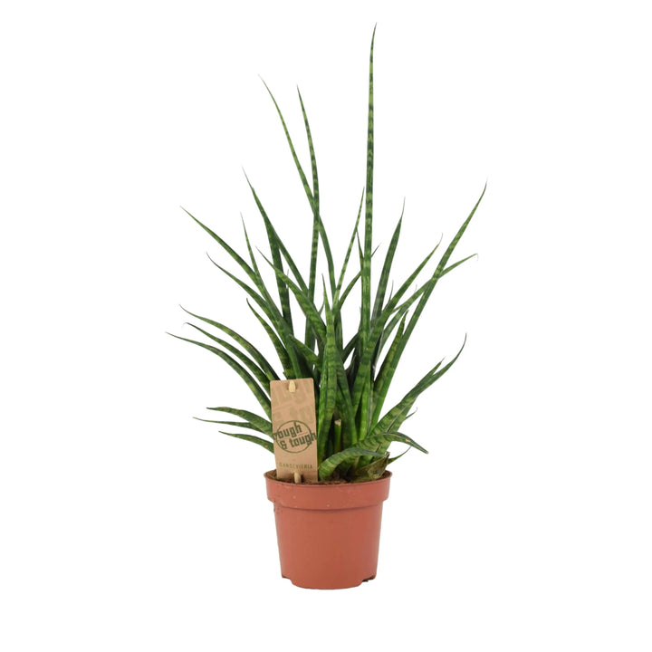 Sansevieria Punk 12cm Plants By Post