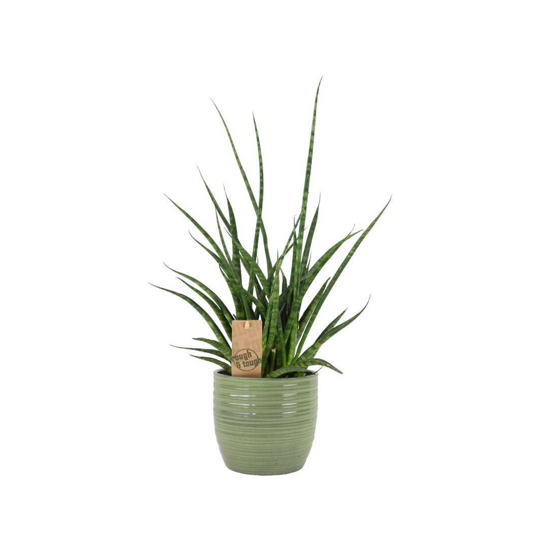 Sansevieria Punk 12cm Plants By Post