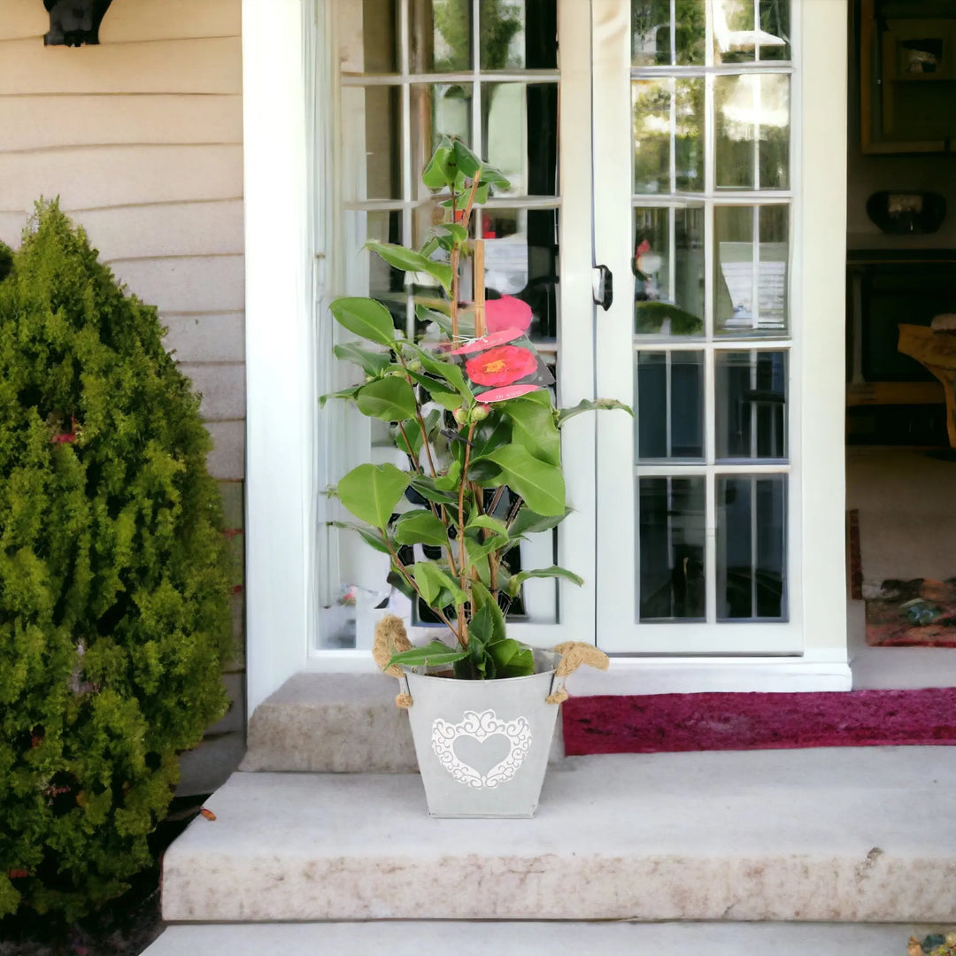 Camellia Japonica Red 12cm