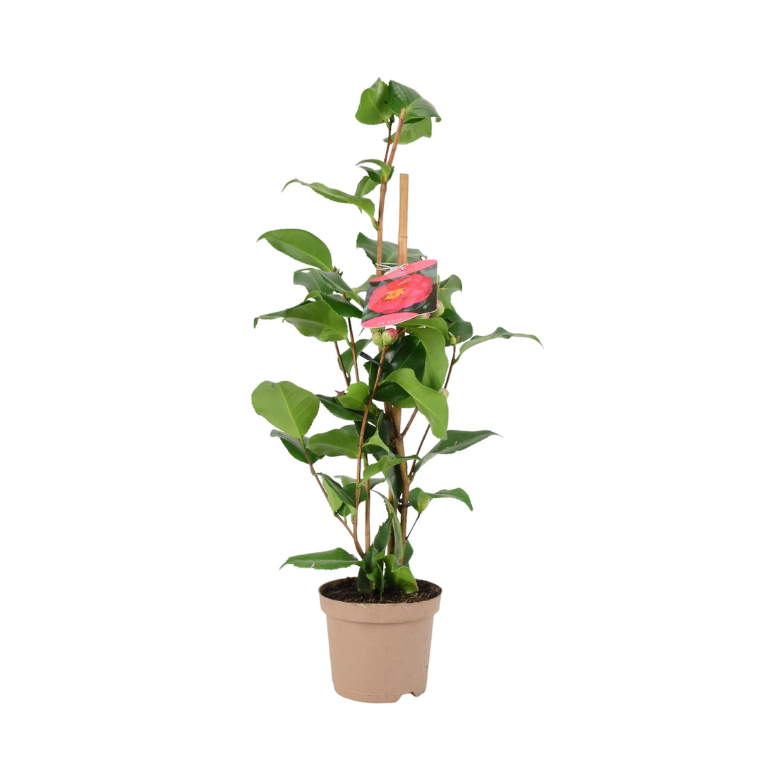 Camellia Japonica Red 12cm