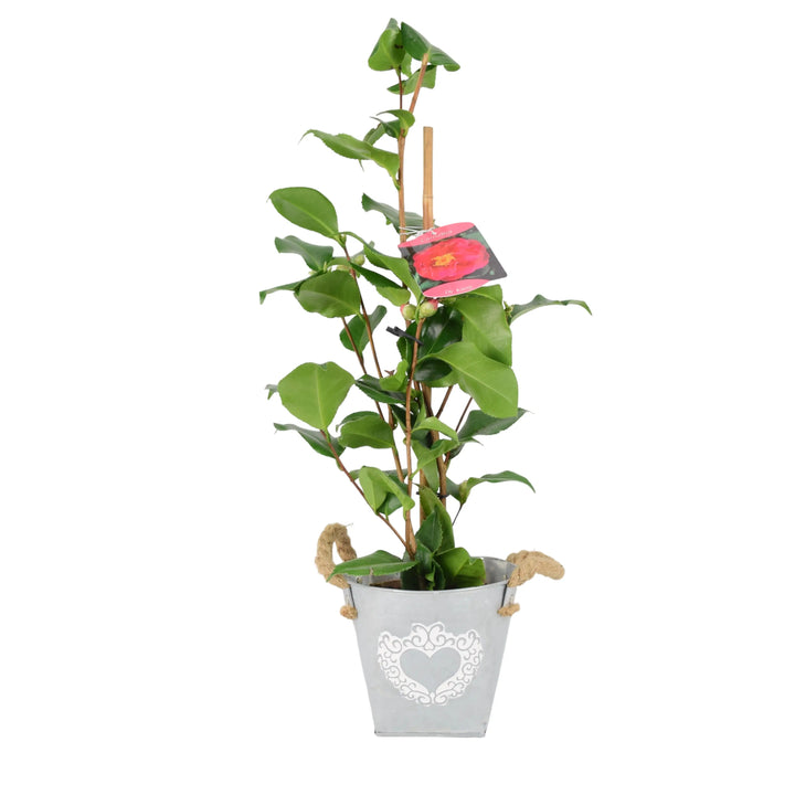 Camellia Japonica Red 12cm