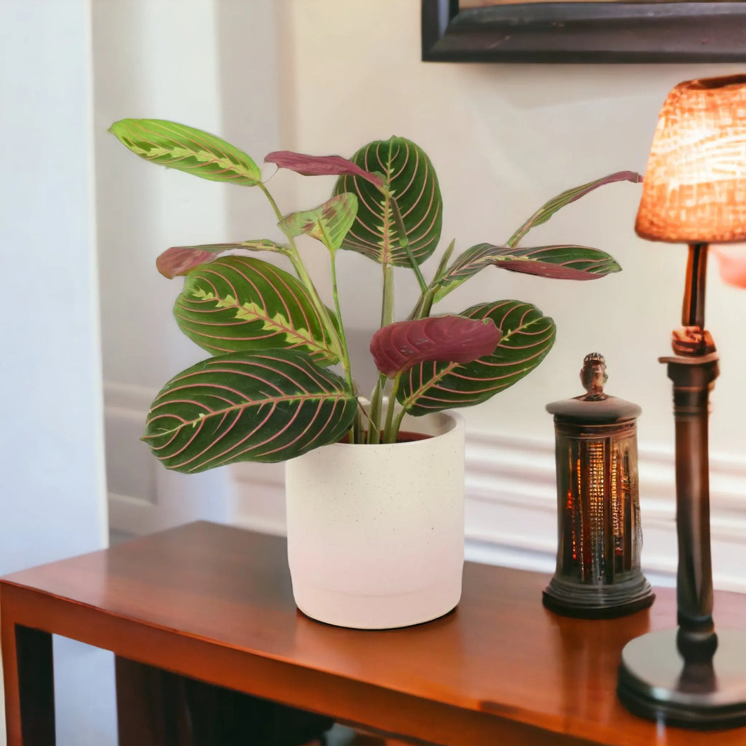 Maranta Leuconeura Prayer Plant 12cm