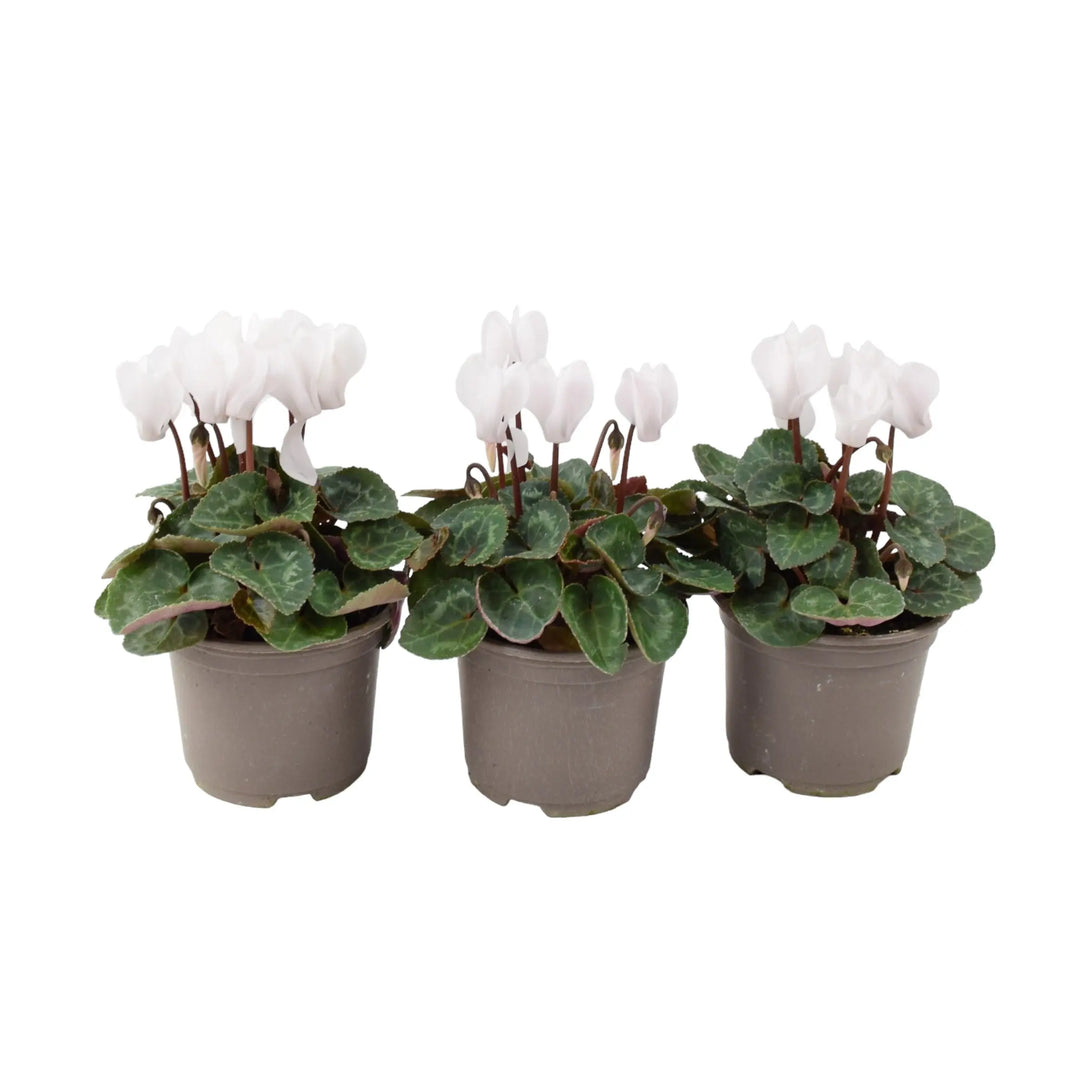 Cyclamen White 9cm Pot x 3 plants by post