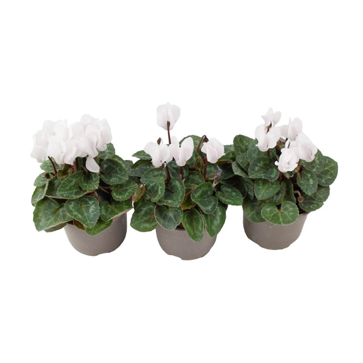 Cyclamen White 9cm Pot x 3 plants by post