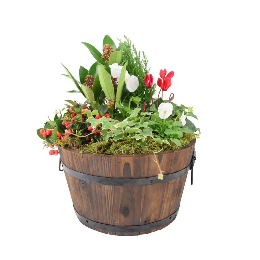 Festive Planted Wooden Barrel 30cm Plants By Post