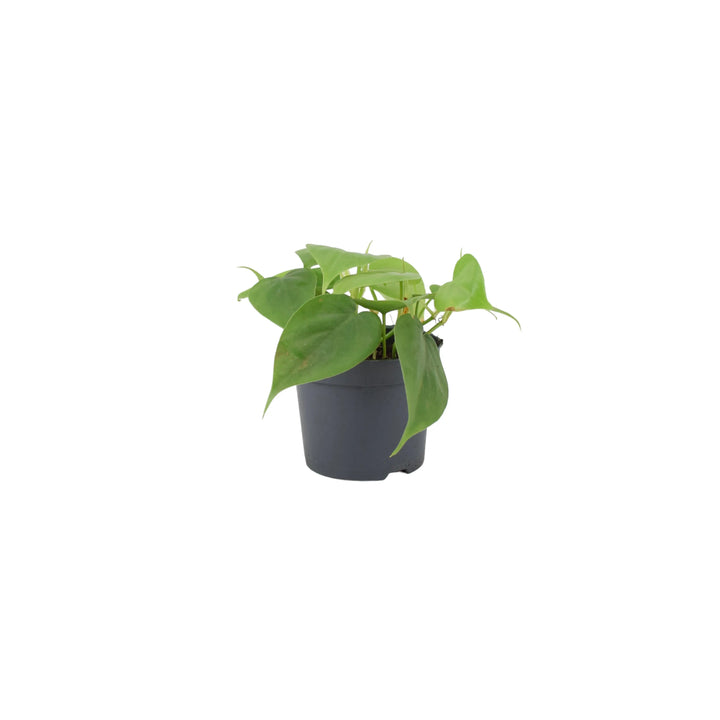 Philodendron Scandens 12cm Pot