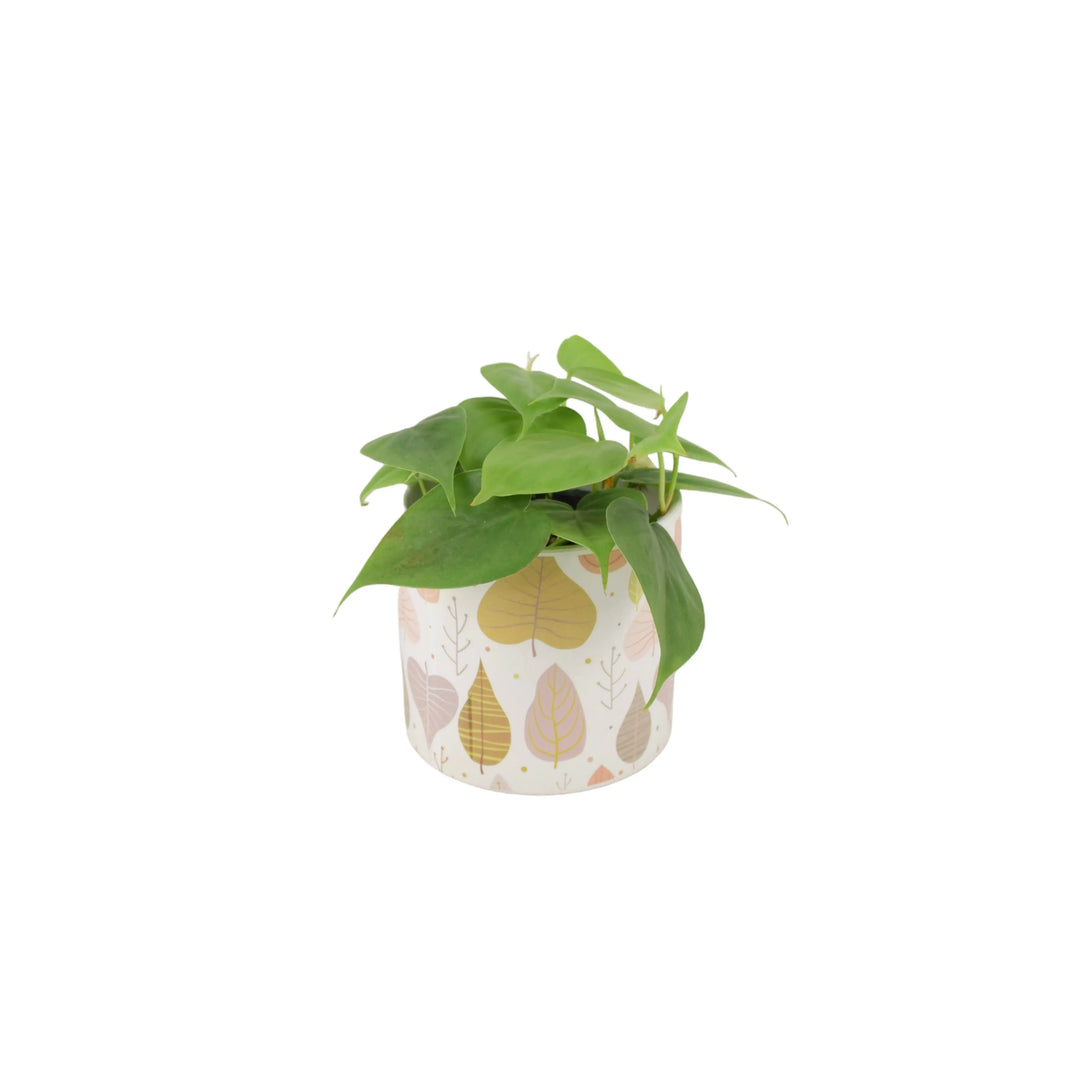 Philodendron Scandens 12cm Pot