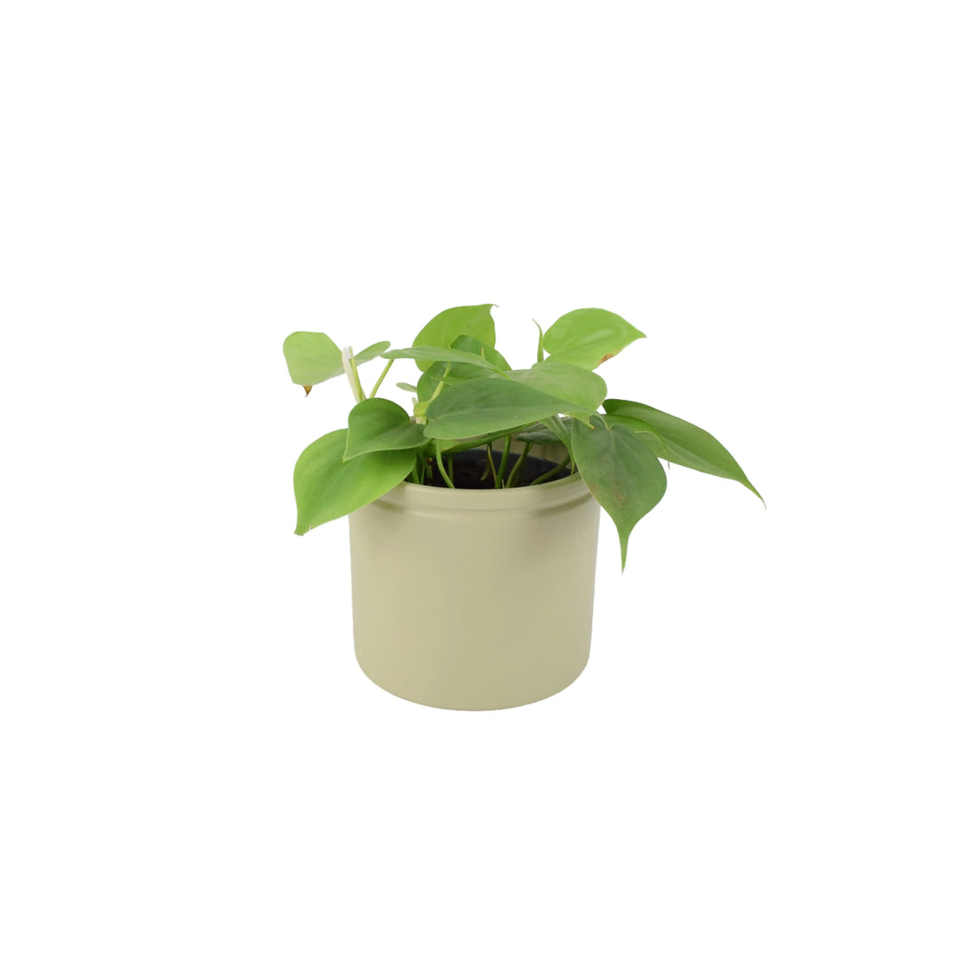 Philodendron Scandens 12cm Pot